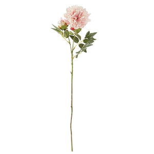 PINK PEONY