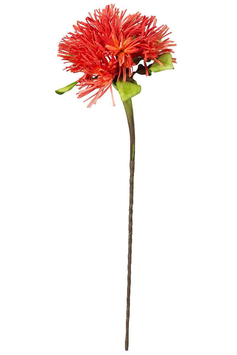 botanica #627