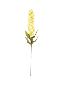 botanica #2437