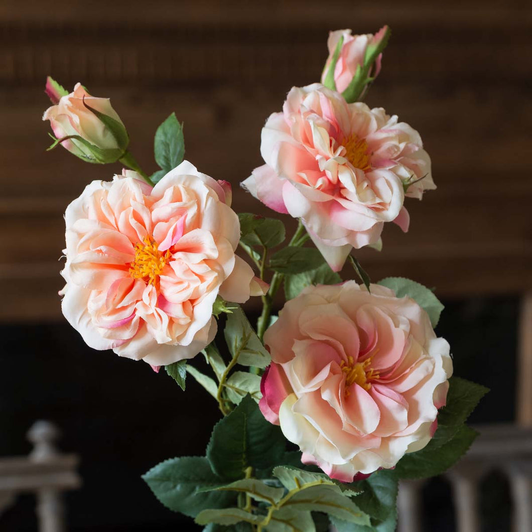 Gathered Peach Garden Roses - Simply Susan’s
