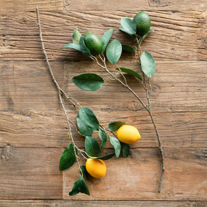 Citrus Branch