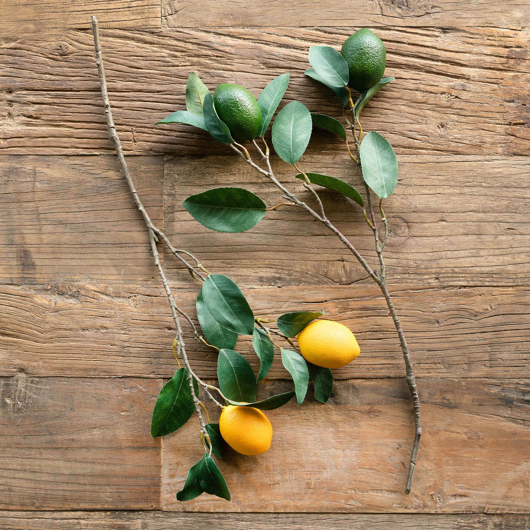 Citrus Branch