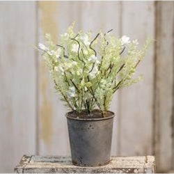 White Lobelia Potted Ornamental Plant