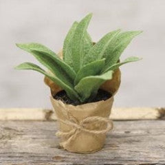 Paper Pot Cowslip - Simply Susan’s